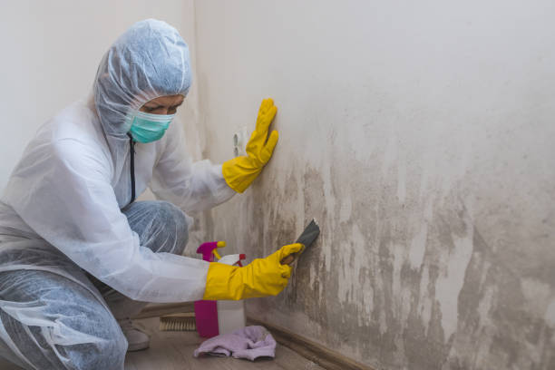 Best Best Mold Removal Companies  in Westke, LA