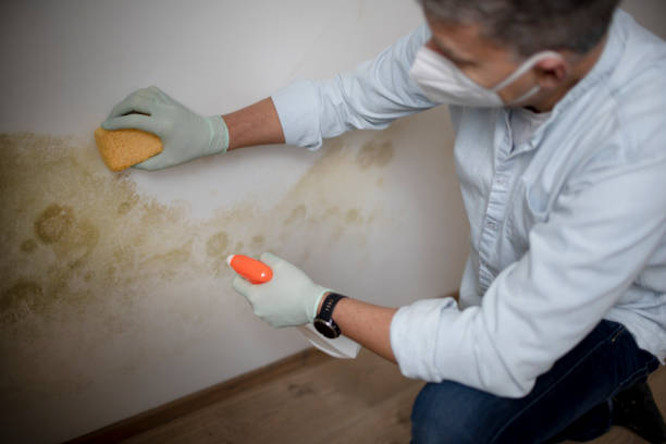 Best Toxic Mold Removal  in Westke, LA