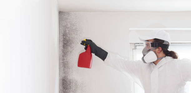 Best Mold Damage Repair  in Westke, LA