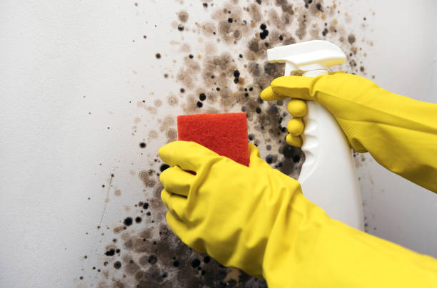 Best Fast Mold Removal  in Westke, LA